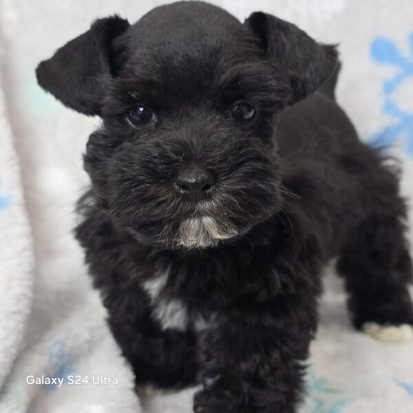 AKC Volcano (Toy size Black boy) - Image 3