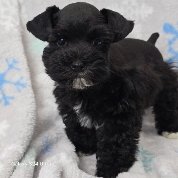 AKC Volcano (Toy size Black boy)