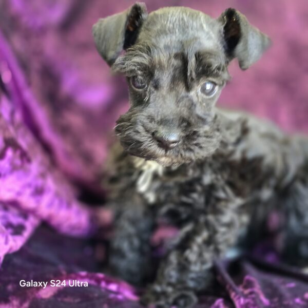 AKC Levi (Black boy) - Image 6