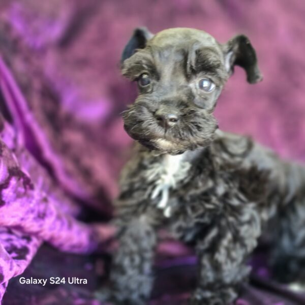 AKC Levi (Black boy) - Image 4