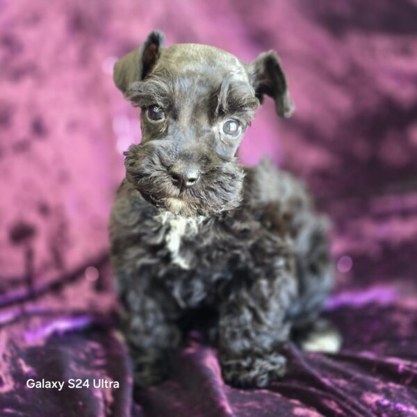 AKC Levi (Black boy) - Image 5