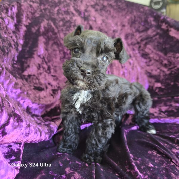 AKC Levi (Black boy) - Image 3