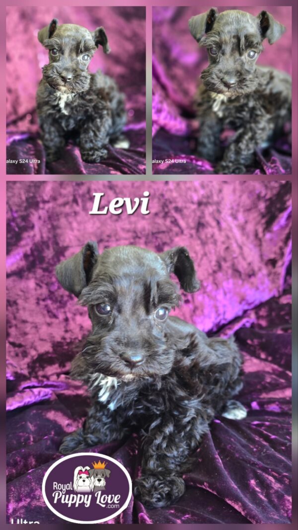 AKC Levi (Black boy)