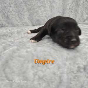 UMPIRE (CHOCOLATE BOY)