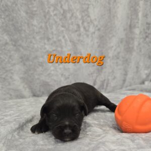 UNDERDOG (CHOCOLATE BOY)
