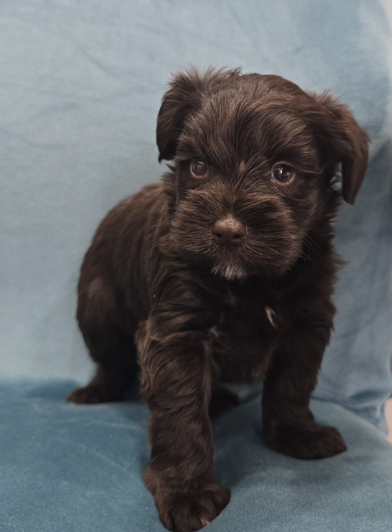 UNDERDOG (Blue eyes CHOCOLATE BOY) - Image 2