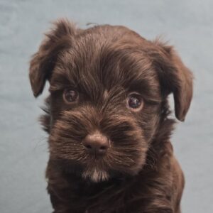 UNDERDOG (Blue eyes CHOCOLATE BOY)