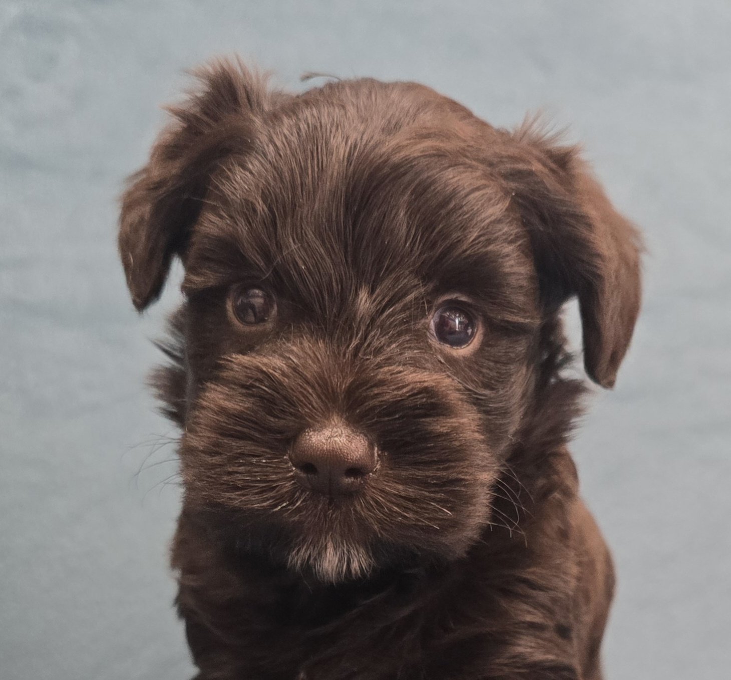 UNDERDOG (Blue eyes CHOCOLATE BOY)