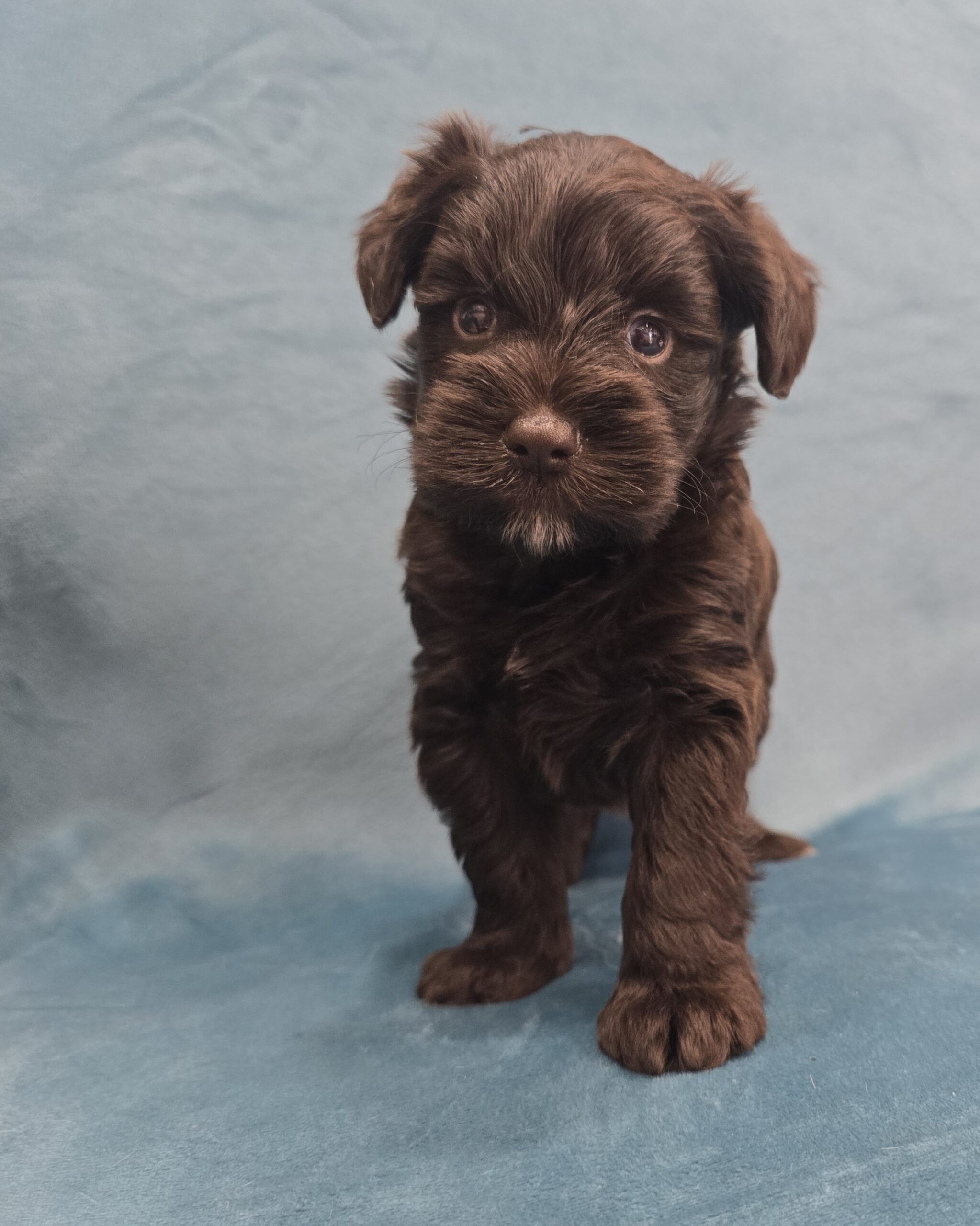 UNDERDOG (Blue eyes CHOCOLATE BOY) - Image 4