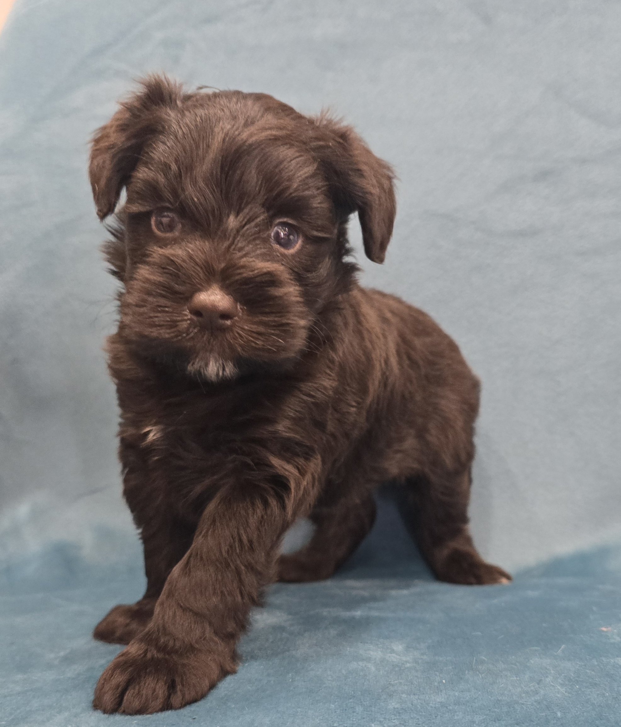 UNDERDOG (Blue eyes CHOCOLATE BOY) - Image 6