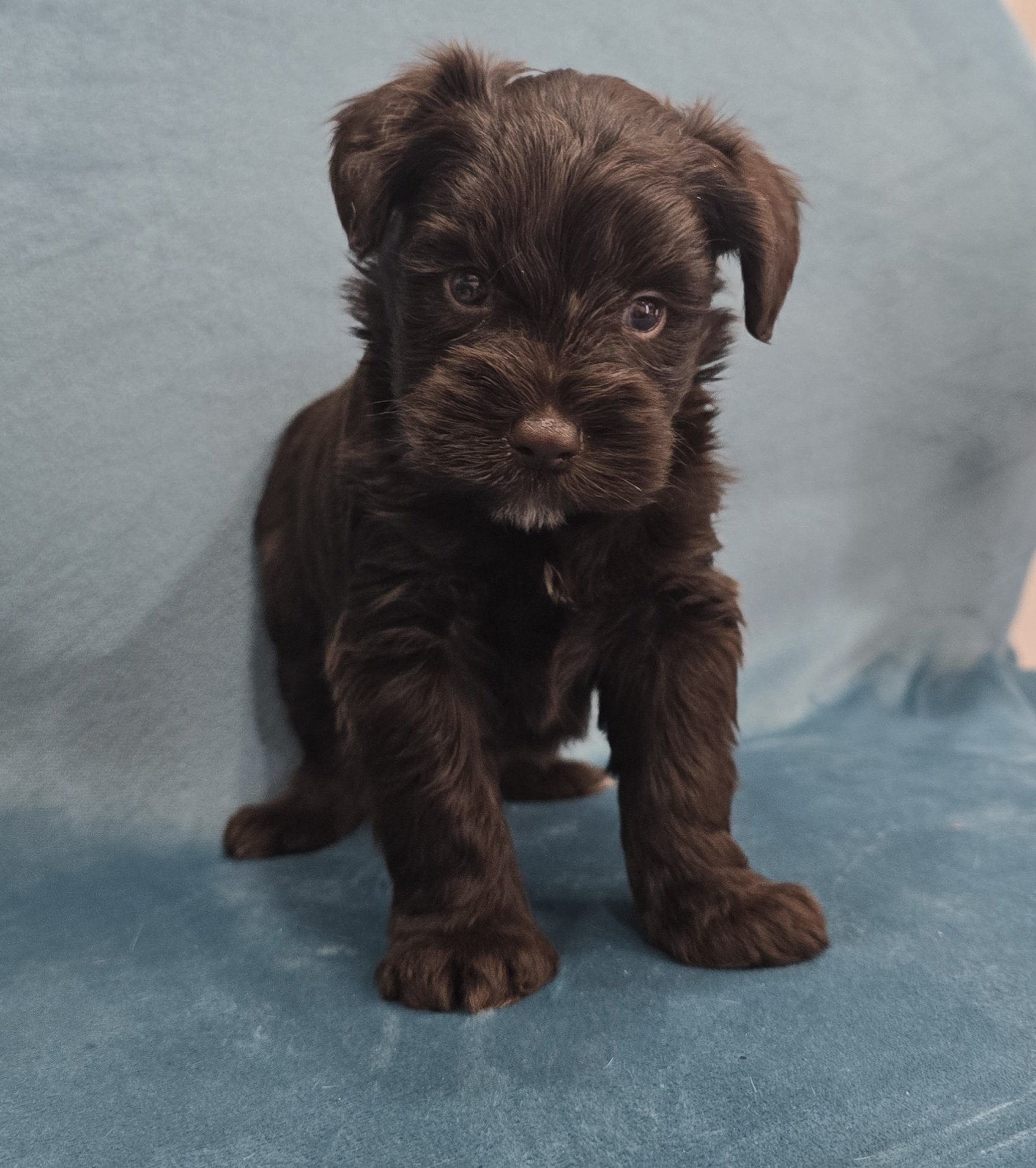 UNDERDOG (Blue eyes CHOCOLATE BOY) - Image 3