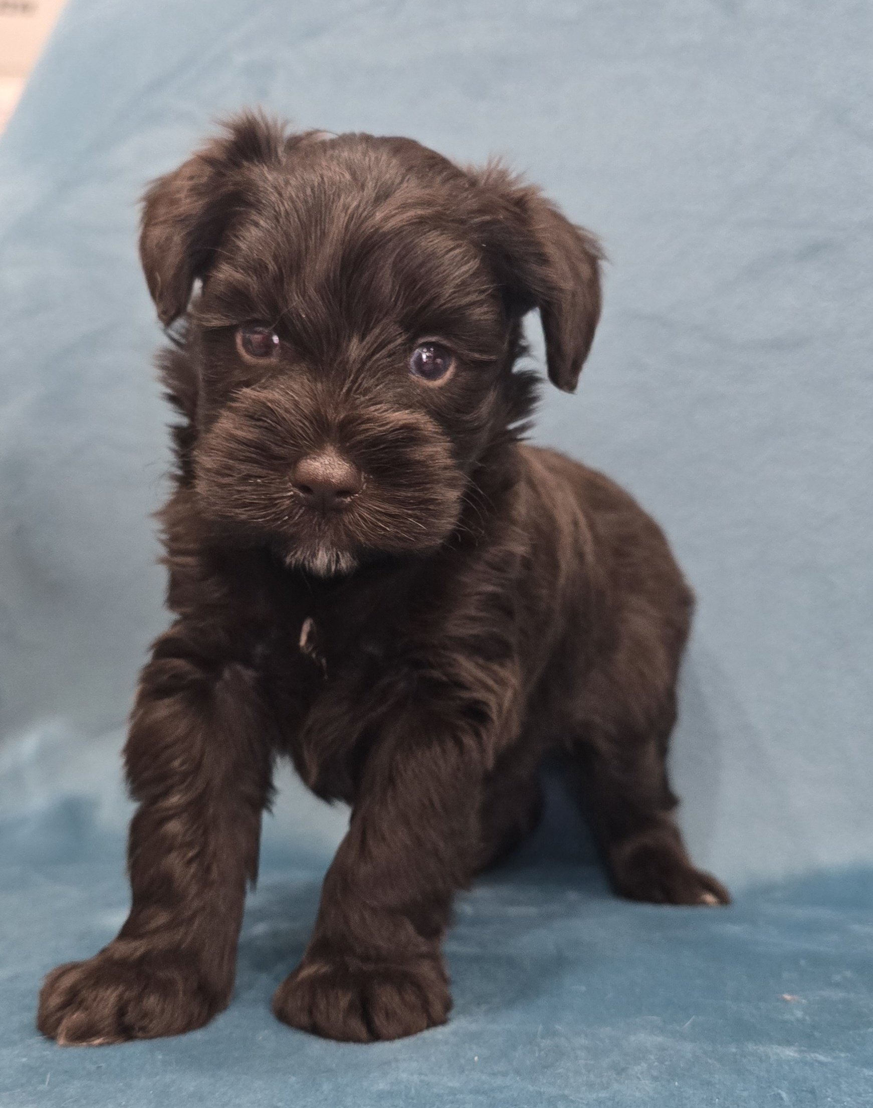 UNDERDOG (Blue eyes CHOCOLATE BOY) - Image 5