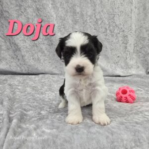 Doja (Toy Size Chocolate Parti girl)