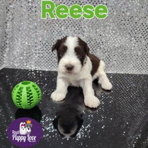 AKC  Reese/Rocky (Sold) Congrats to Winston!