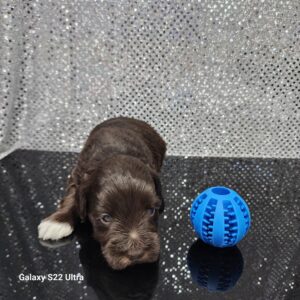 AKC Twix/Rio  (sold) Congrats to Breanne E! in OK!