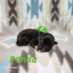 PANDA (Liver & Tan boy)