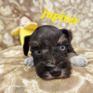Jupiter (Chocolate Boy)