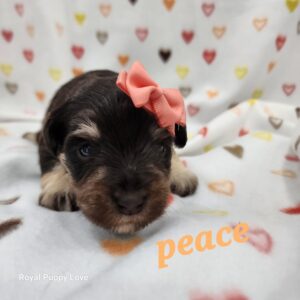 Peace (Liver and Tan girl)