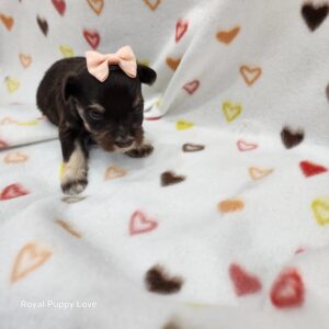 PRESLEY (CHOCOLATE & CREAM SABLE GIRL)