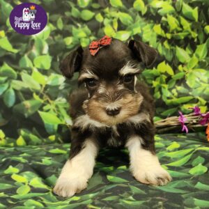 PRESLEY (CHOCOLATE & CREAM SABLE GIRL)