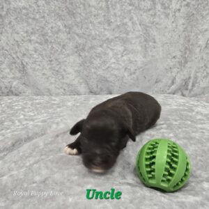 UNCLE (CHOCOLATE BOY)