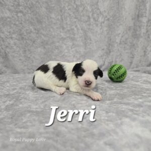 Jerri (Chocolate Parti Girl)