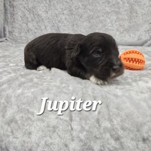 Jupiter (Chocolate Boy)