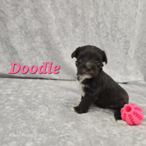 Doodle (Toy Size Chocolate Girl)