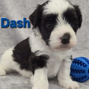 DASH (TOY SIZE CHOCOLATE PARTI BOY)