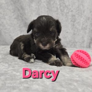 Darcy (Chocolate Toy Girl)