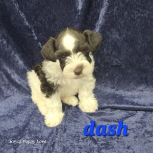 DASH (TOY SIZE CHOCOLATE PARTI BOY)