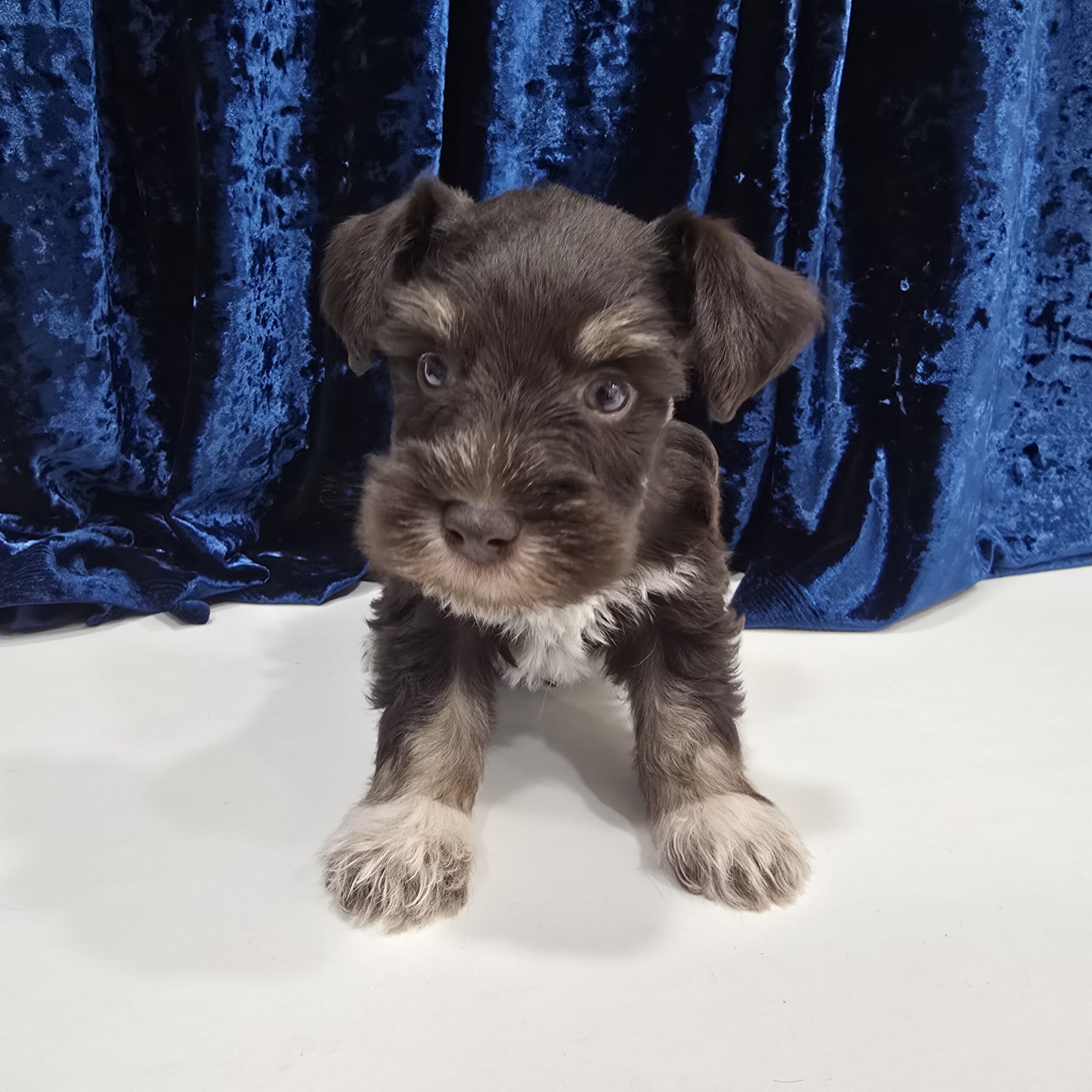 Jupiter (Chocolate Boy 1blue 1 green eye) - Image 4