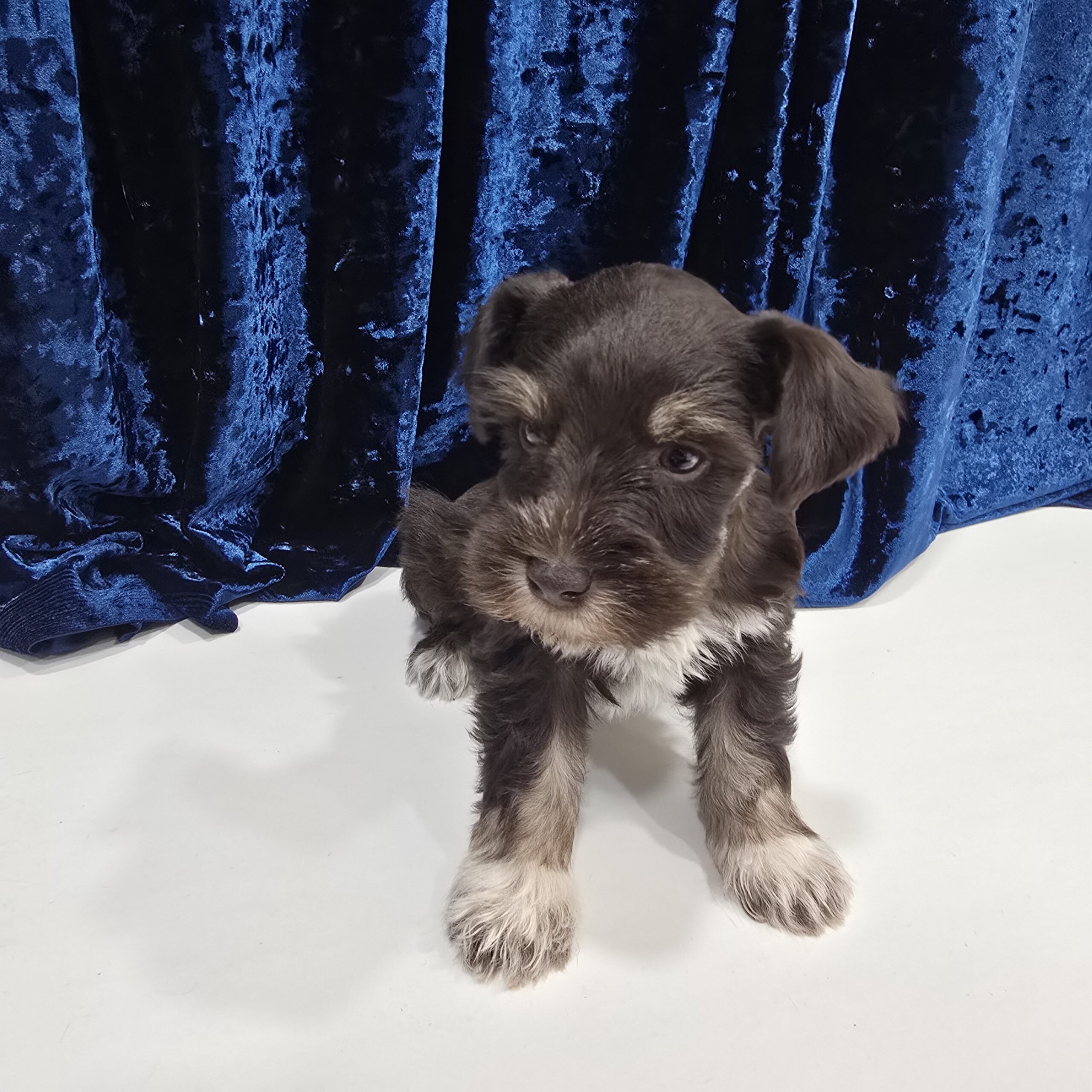 Jupiter (Chocolate Boy 1blue 1 green eye) - Image 6