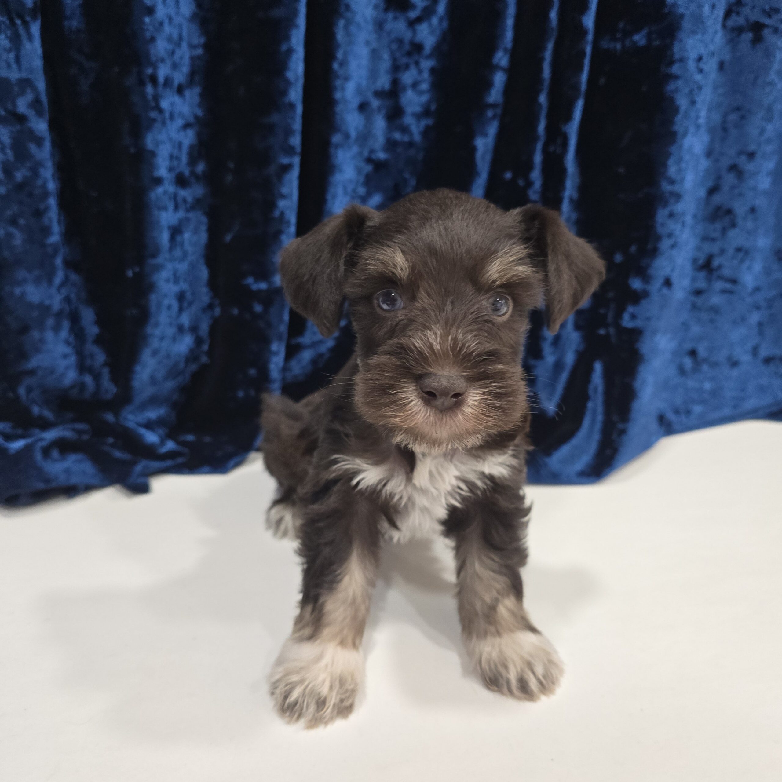 Jupiter (Chocolate Boy 1blue 1 green eye) - Image 5