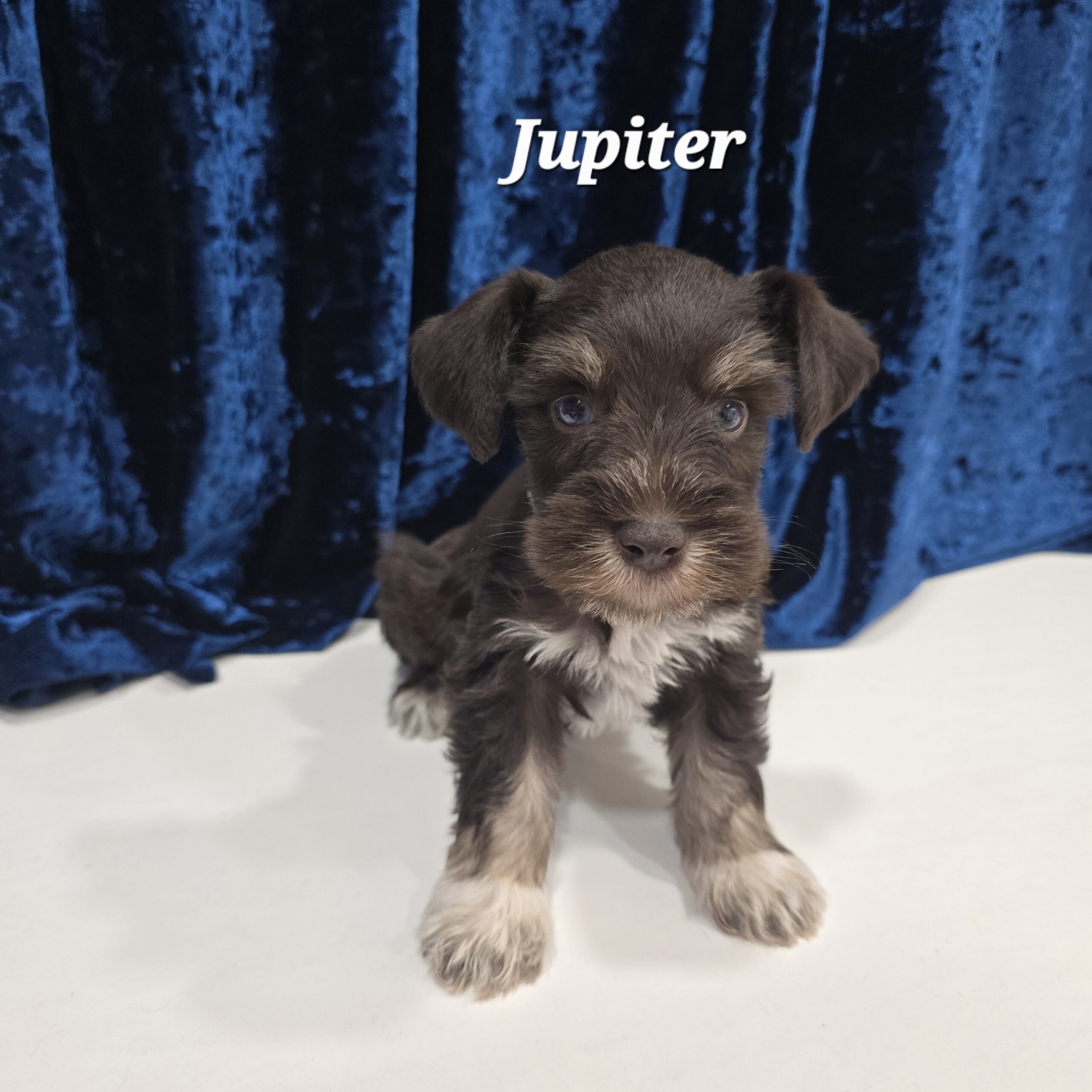 Jupiter (Chocolate Boy 1blue 1 green eye) - Image 3