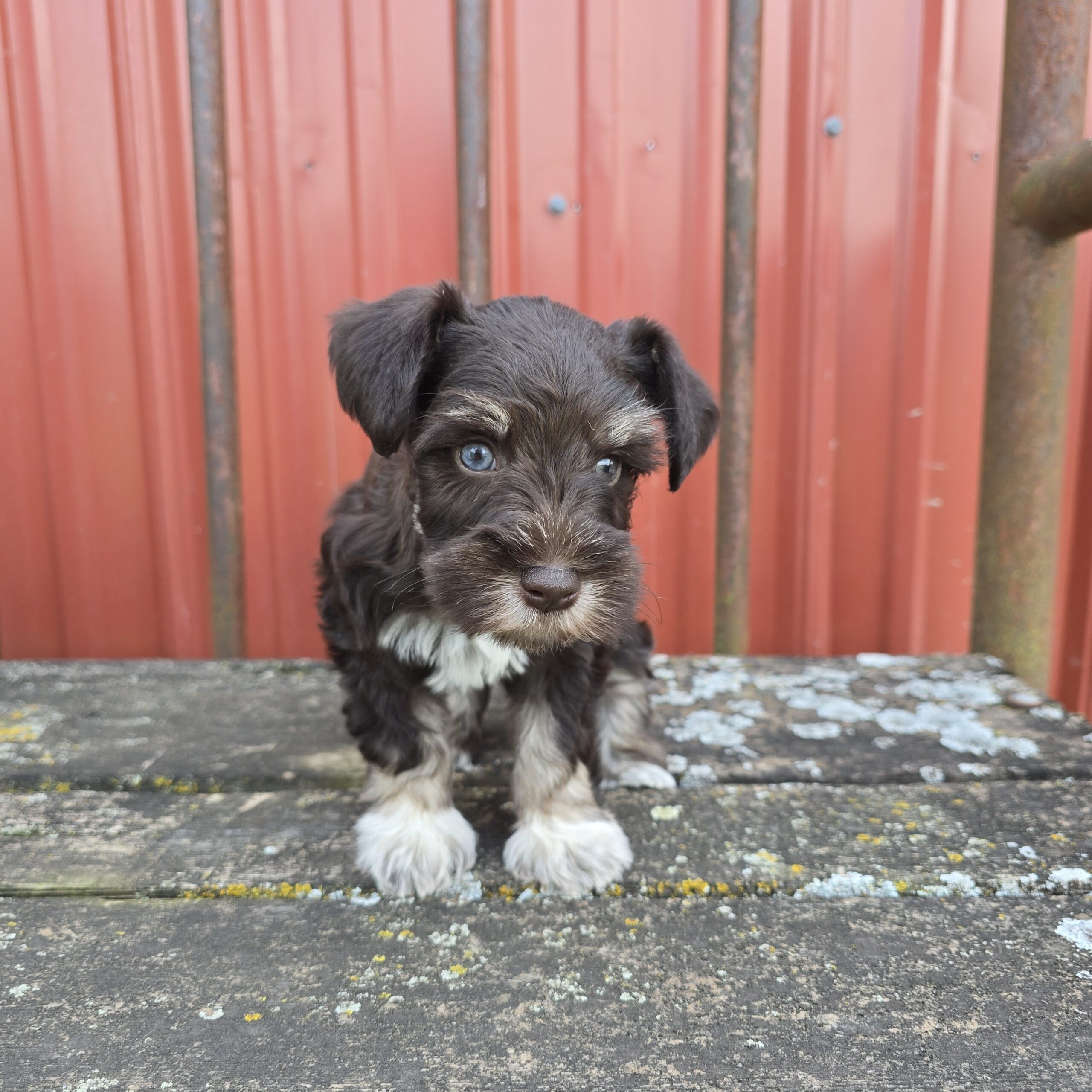 Jupiter (Chocolate Boy 1blue 1 green eye) - Image 9