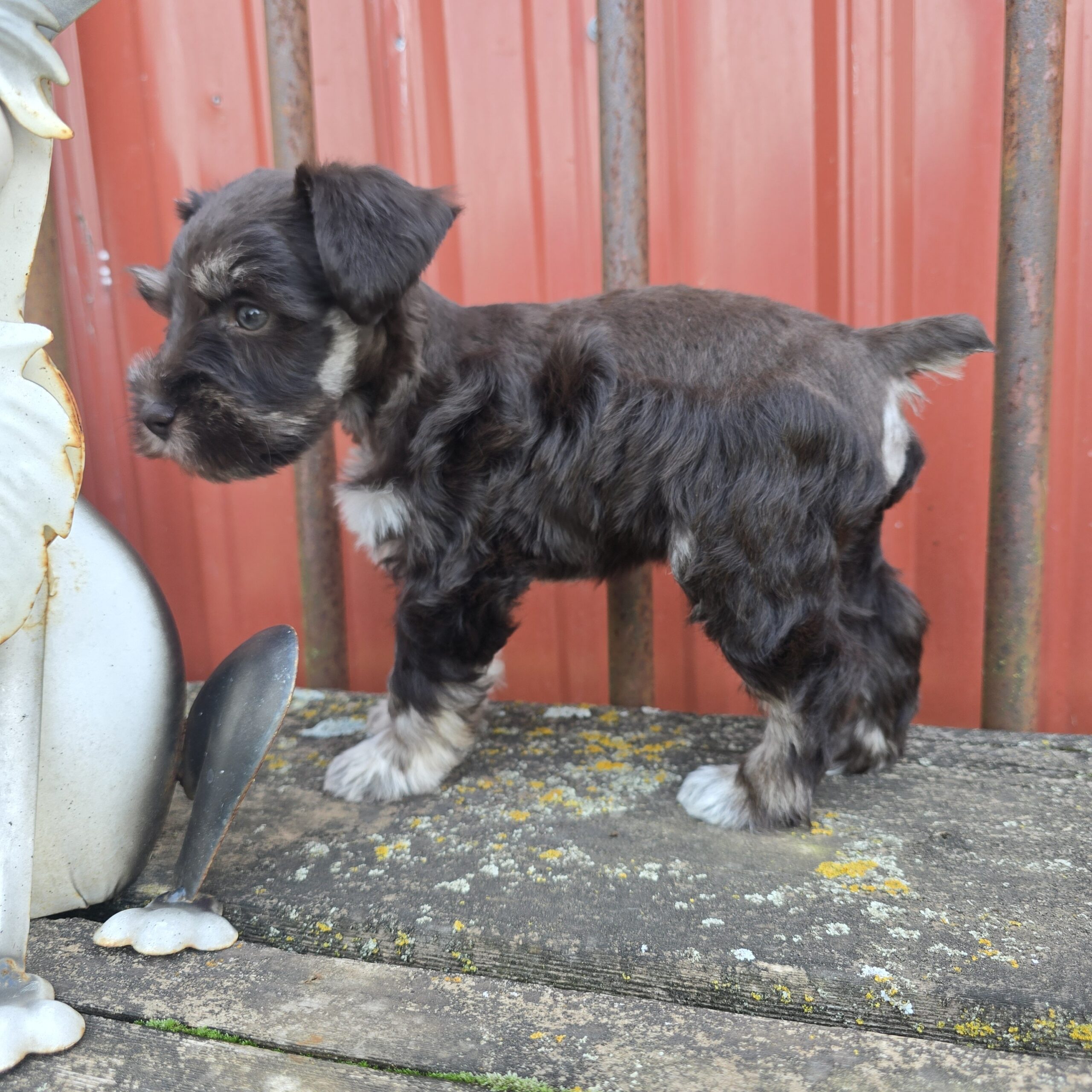 Jupiter (Chocolate Boy 1blue 1 green eye) - Image 10