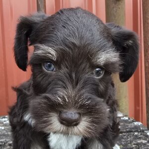 Jupiter (Chocolate Boy 1blue 1 green eye)