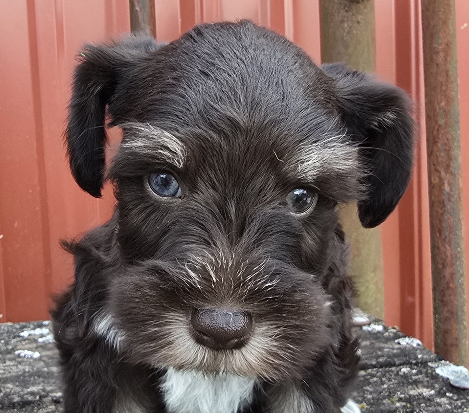 Jupiter (Chocolate Boy 1blue 1 green eye)