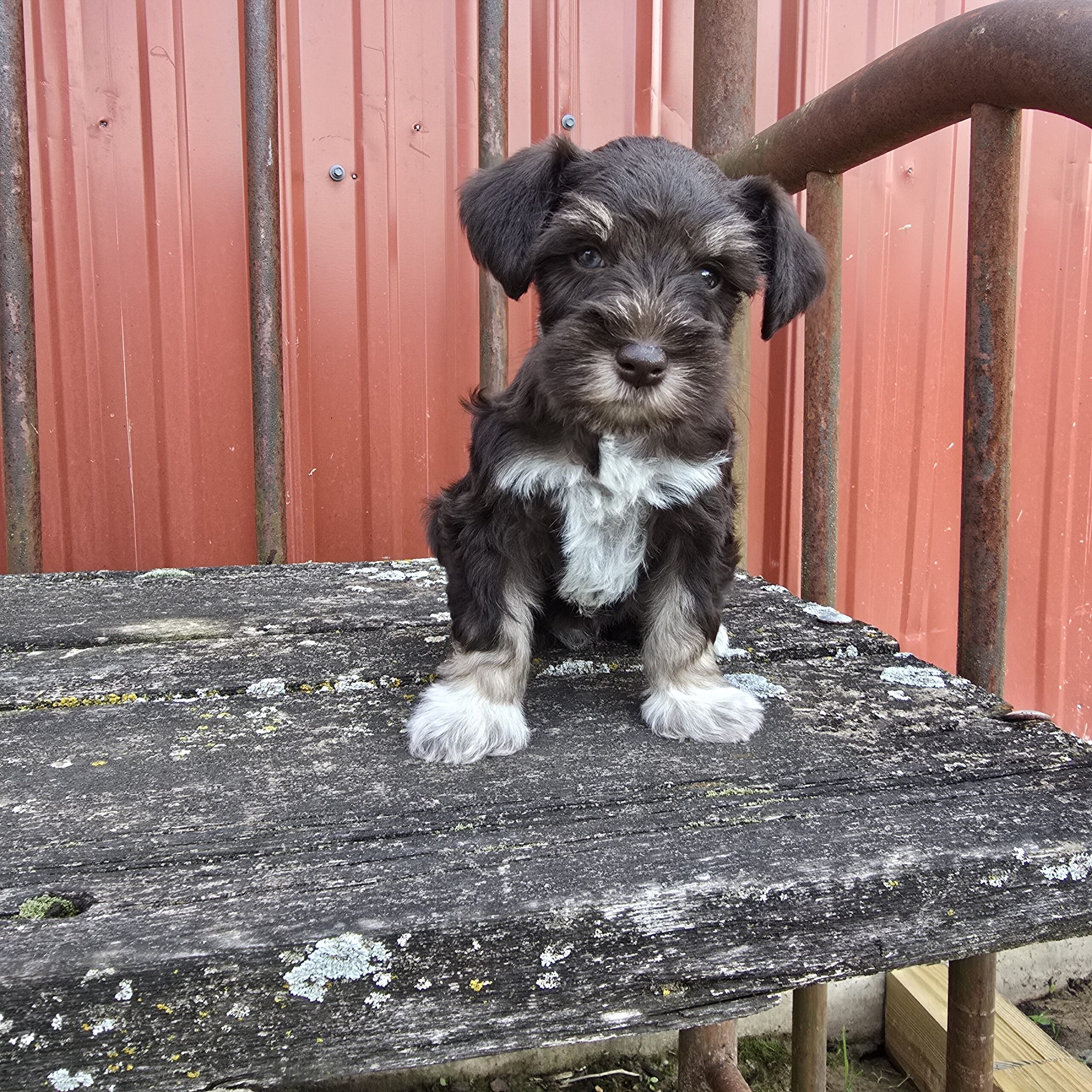 Jupiter (Chocolate Boy 1blue 1 green eye) - Image 7