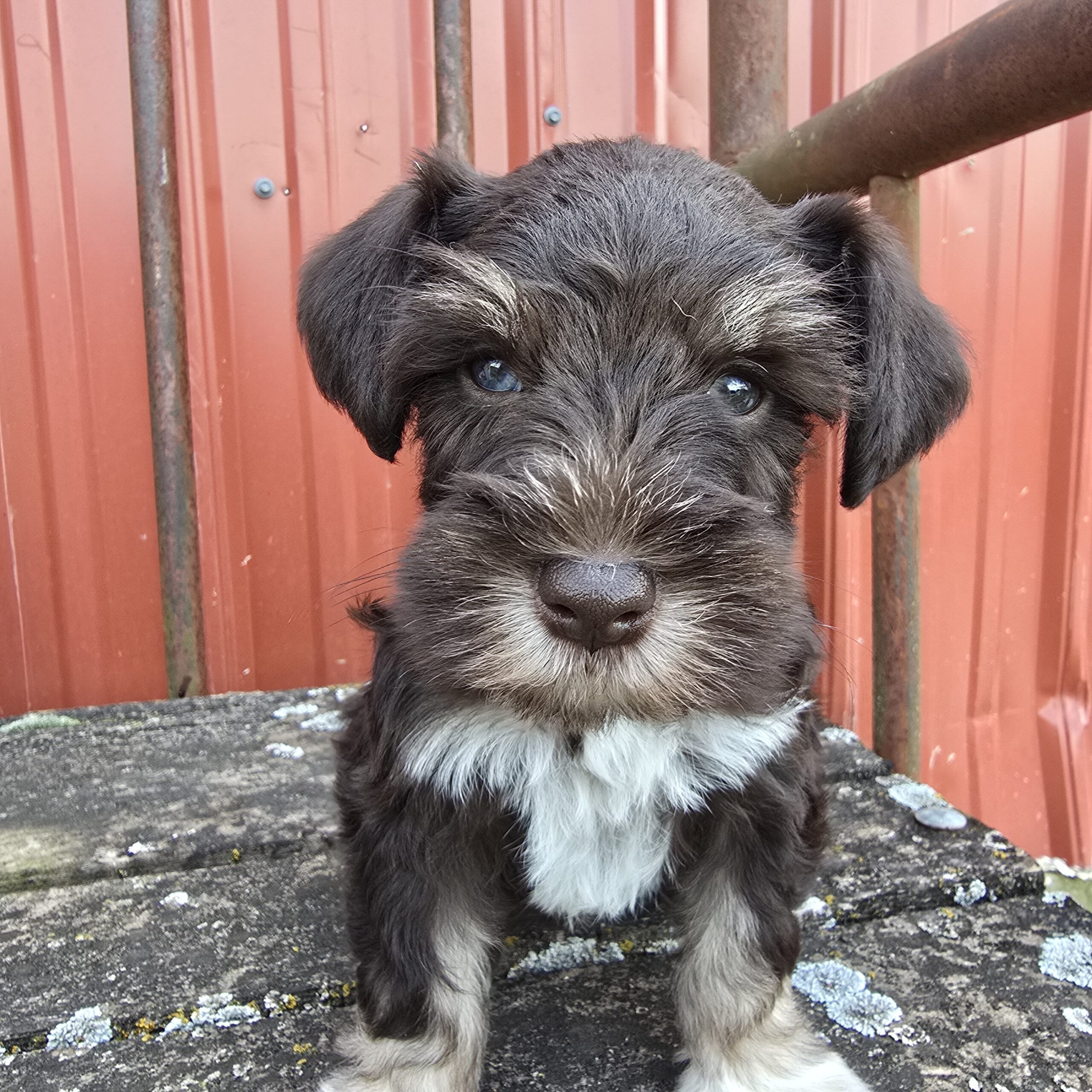 Jupiter (Chocolate Boy 1blue 1 green eye) - Image 8