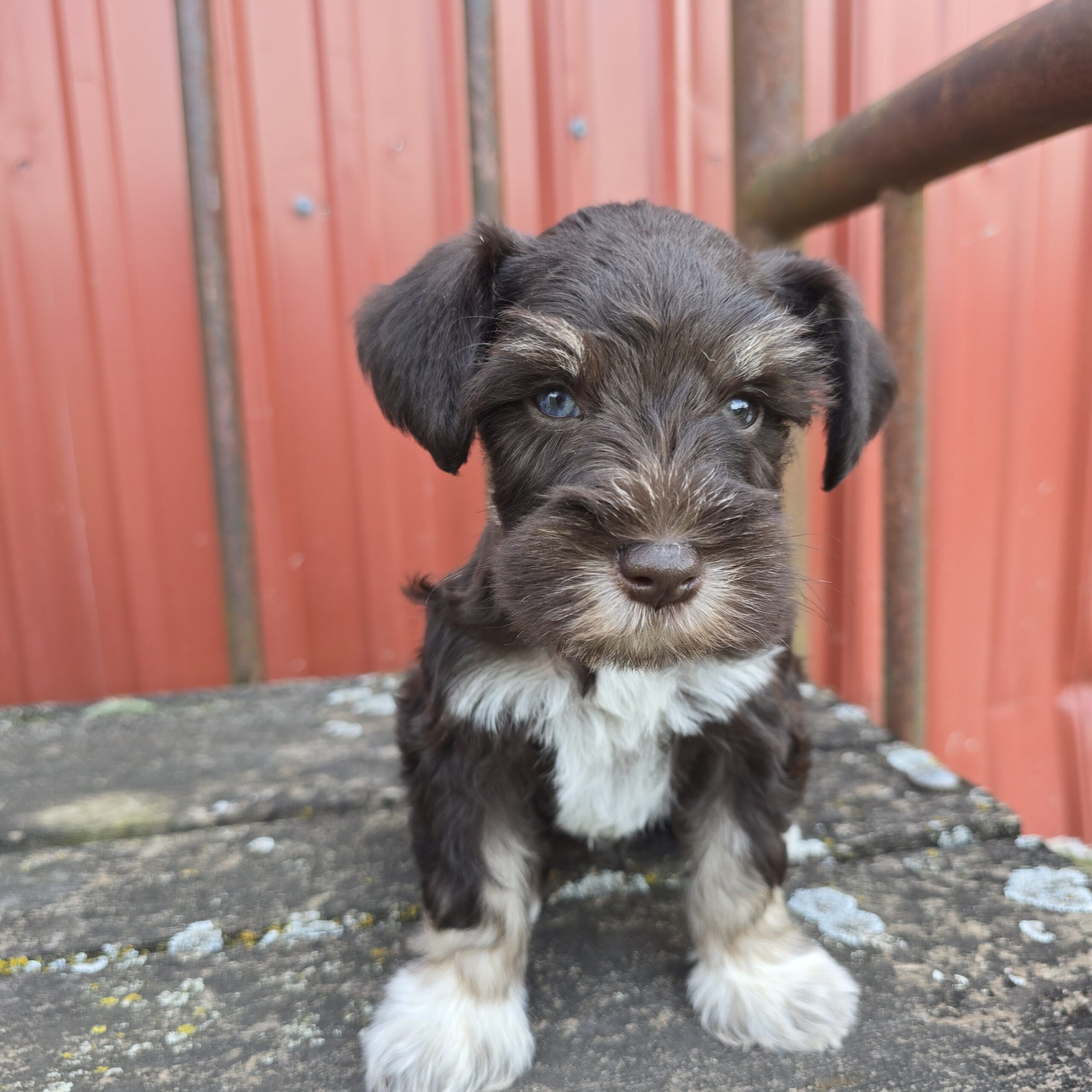 Jupiter (Chocolate Boy 1blue 1 green eye) - Image 11