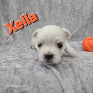 XELLA (GIRL)