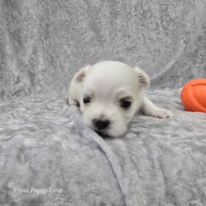 Zoey (girl)