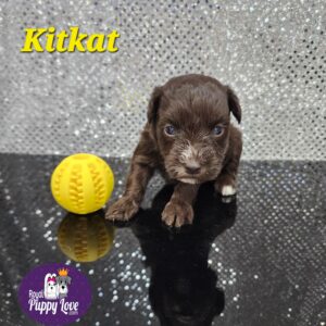 AKC Kit Kat (Sold) Congrats to Robert W in OK!