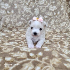 Fortune (sold) Congrats to Stephanie E.....again!!