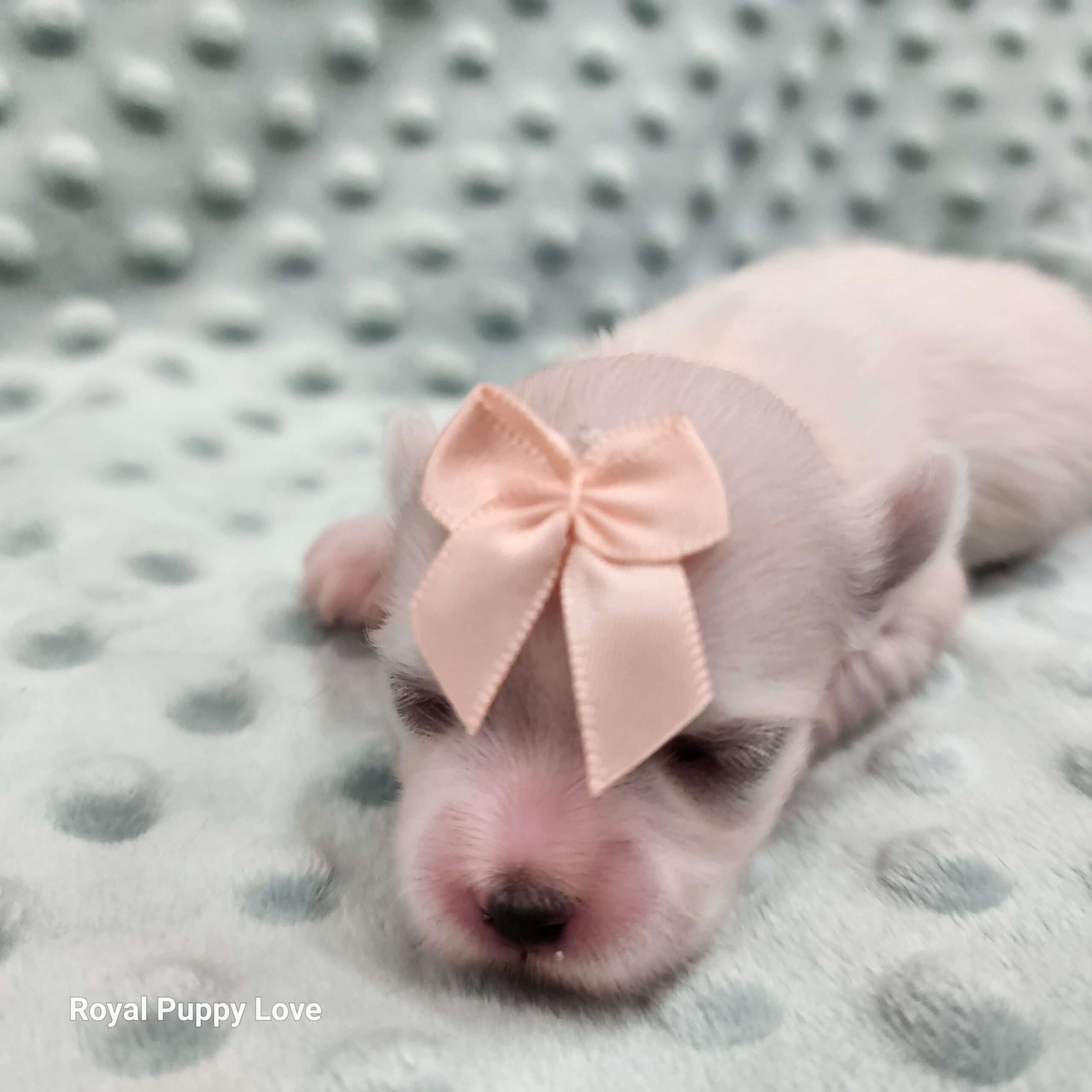 Dilly (girl) - Image 4