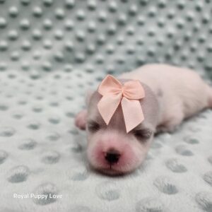 Dilly (girl)