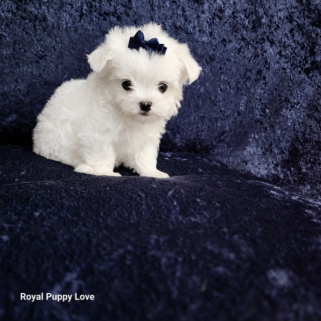 Sprite (Boy) - Image 2