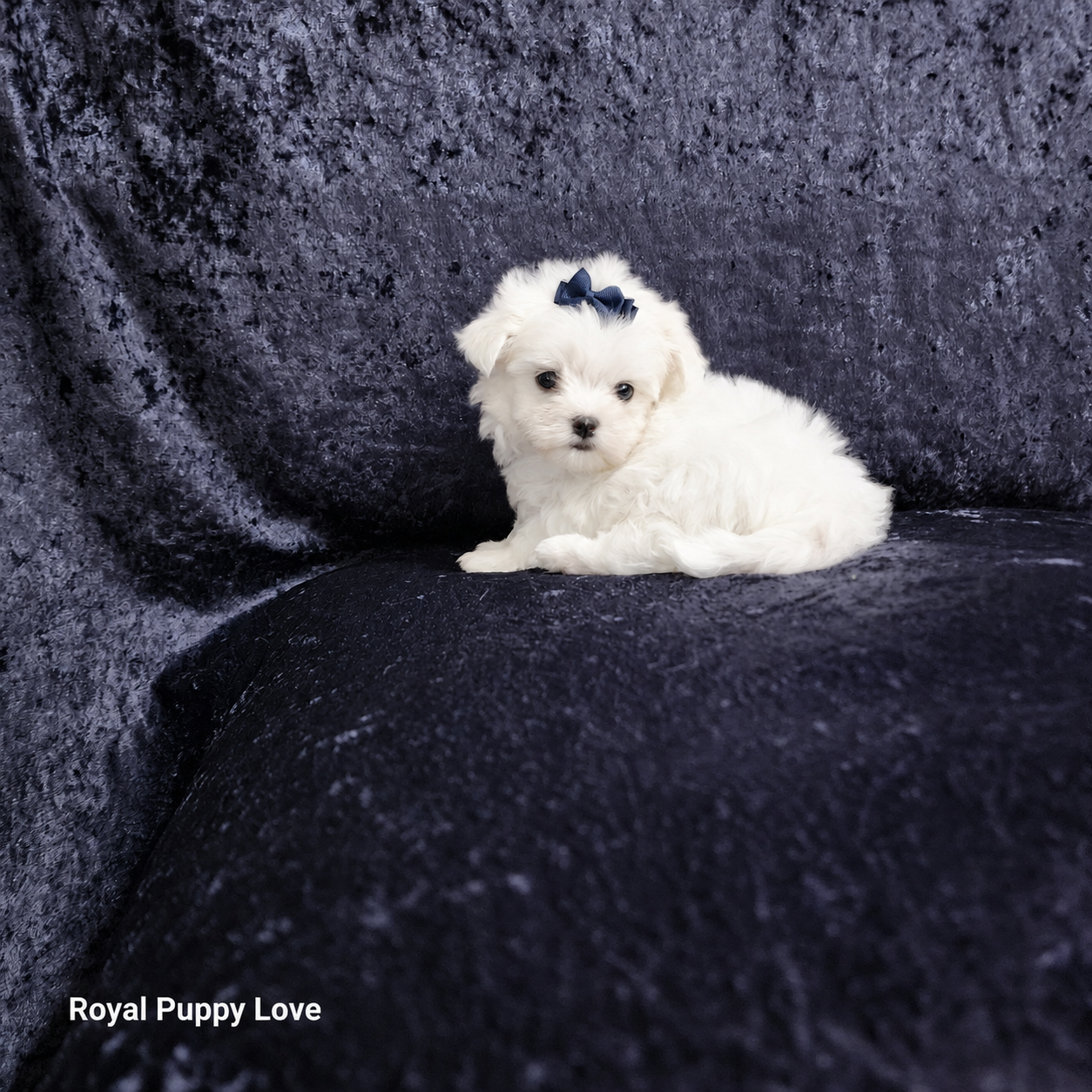 Sprite (Boy) - Image 3